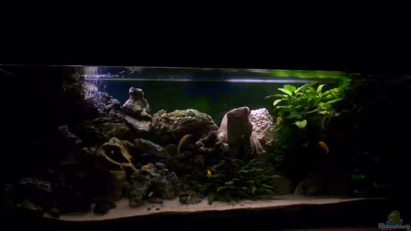 Aquarium Hauptansicht von 400L Malawi