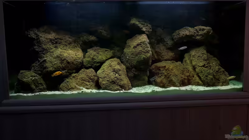 Aquarium Hauptansicht von 420l Mbuna von Venustus (1)