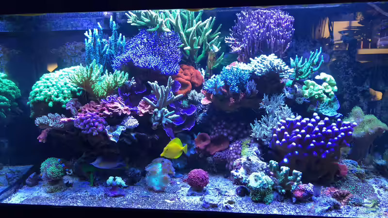 Aquarium Hauptansicht von 430l Riff mit Glasschrank von Brookshaw (1)