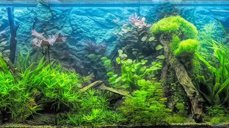 Aquarium Hauptansicht von 450 l Südamerikabecken