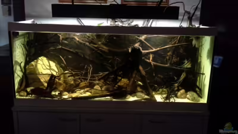 Aquarium Hauptansicht von 450 l Wurzelbiotop von Markaroni (1)
