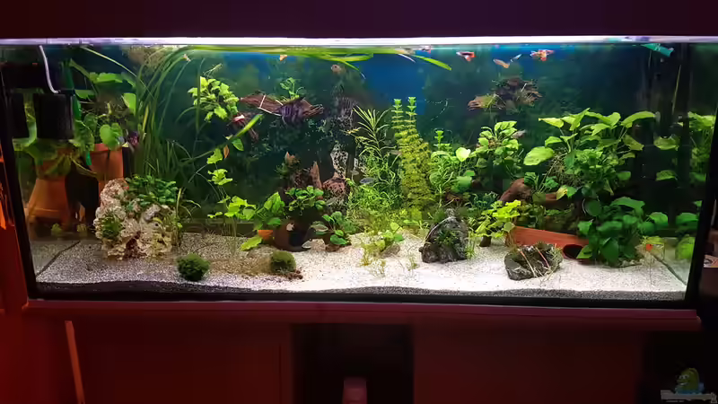 Aquarium Hauptansicht von 450 Liter von Aquarius1988 (1)
