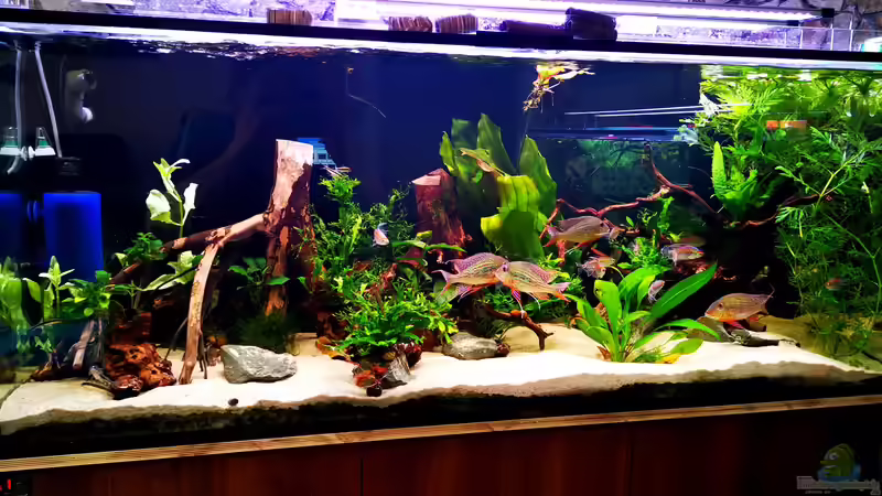 Aquarium Hauptansicht von 500l Geophagus altifrons von Justin Xiang (1)