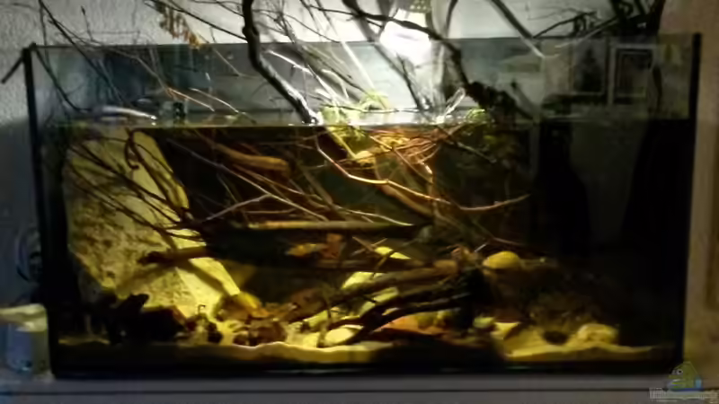 Aquarium Hauptansicht von 54 l Wurzelbiotop