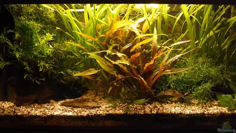 Aquarium Hauptansicht von 54 Liter