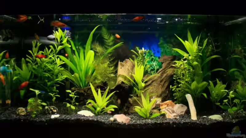 Aquarium Hauptansicht von 54 Liter