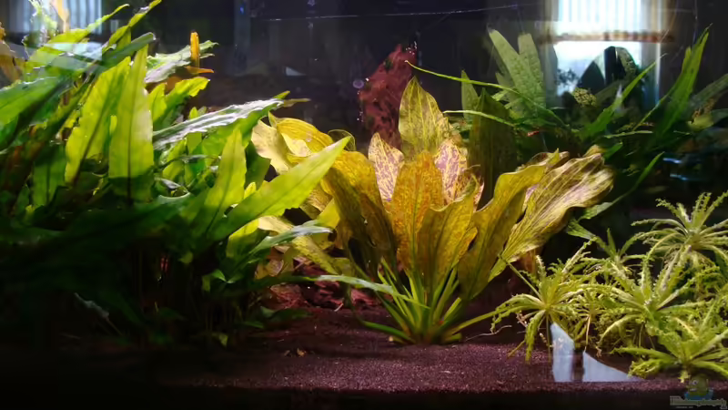 Aquarium Hauptansicht von 54er (abgebaut) von Christian Heitmann (1)