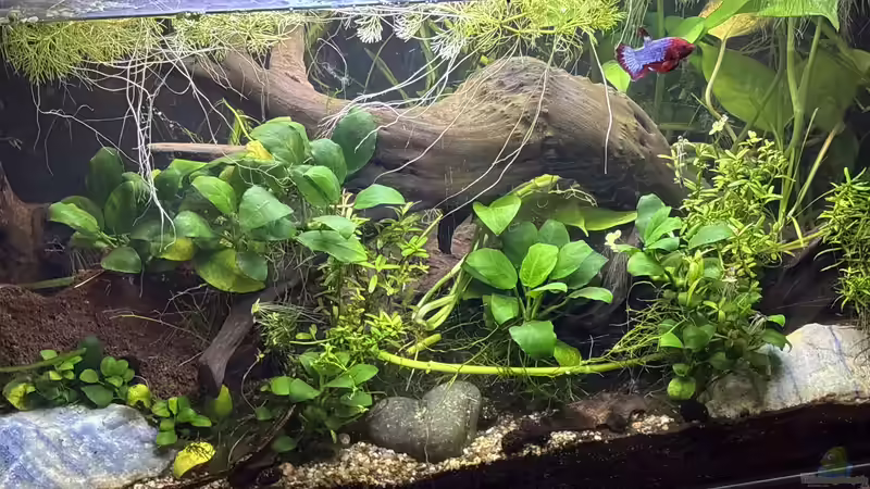 Aquarium Hauptansicht von 54l Franz Turbo von Ceylon