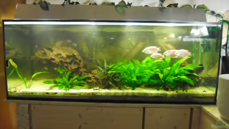 Aquarium Hauptansicht von 575er