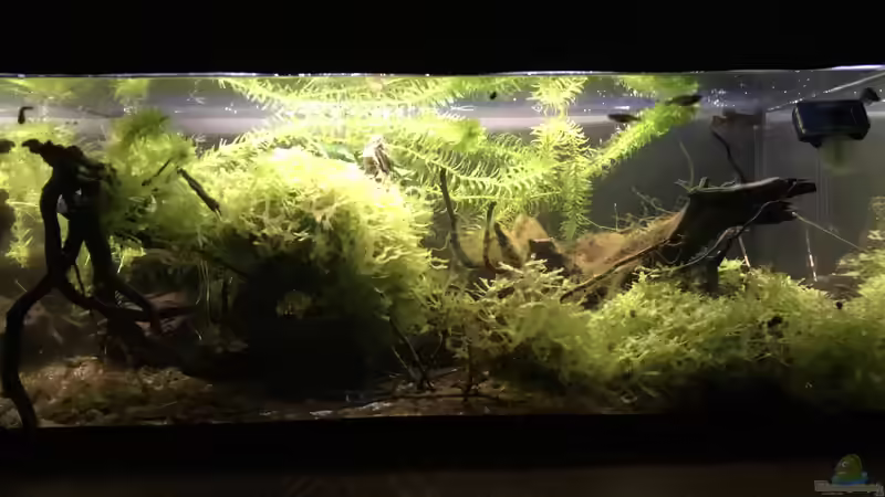 Aquarium Hauptansicht von 60ger Überraschungsei