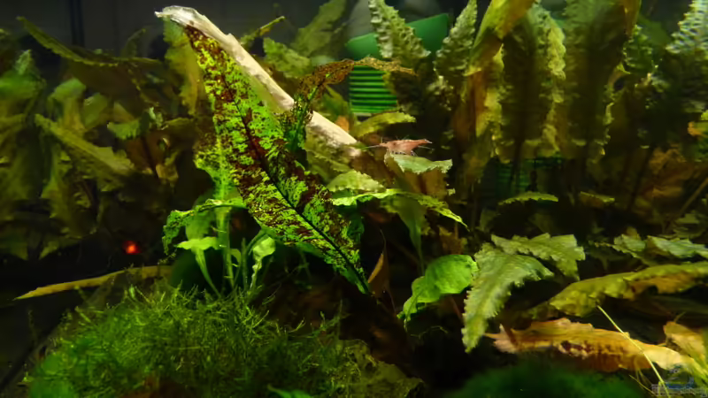 Aquarium Hauptansicht von 63er-Red Fire