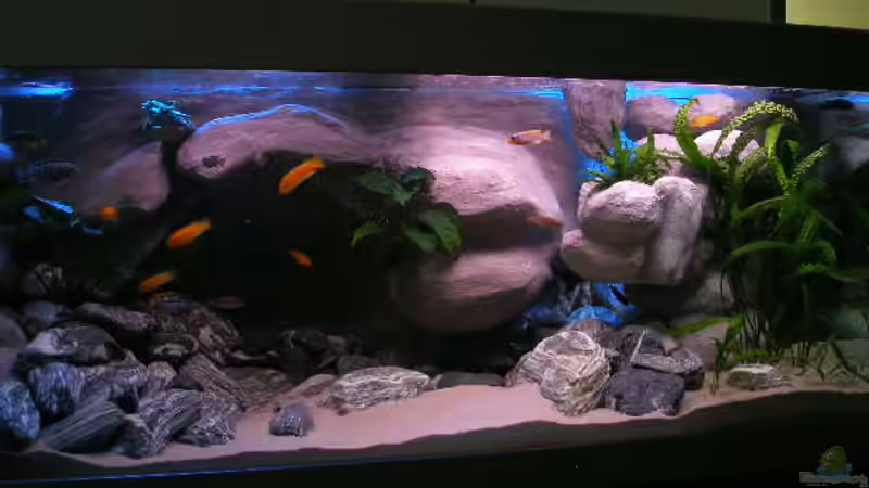 Aquarium Hauptansicht von 672L Mbuna Becken - nur noch als Beispiel -