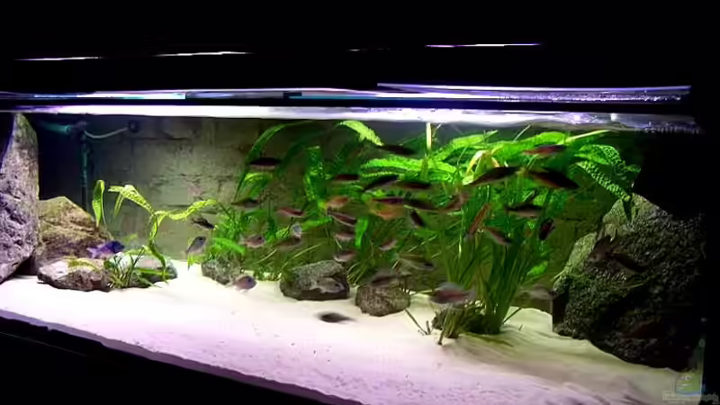 Aquarium Hauptansicht von 760 Liter Tanganjika