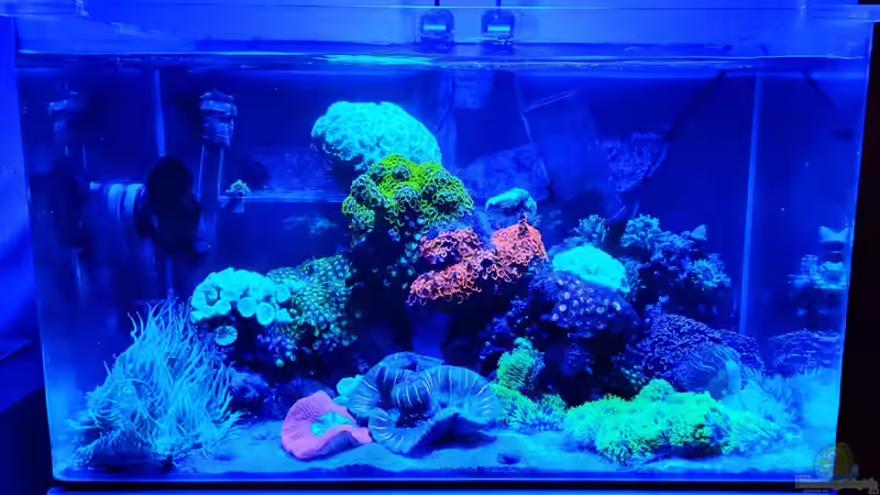 Aquarium Hauptansicht von 80 Liter Meerwasser in Bayreuth