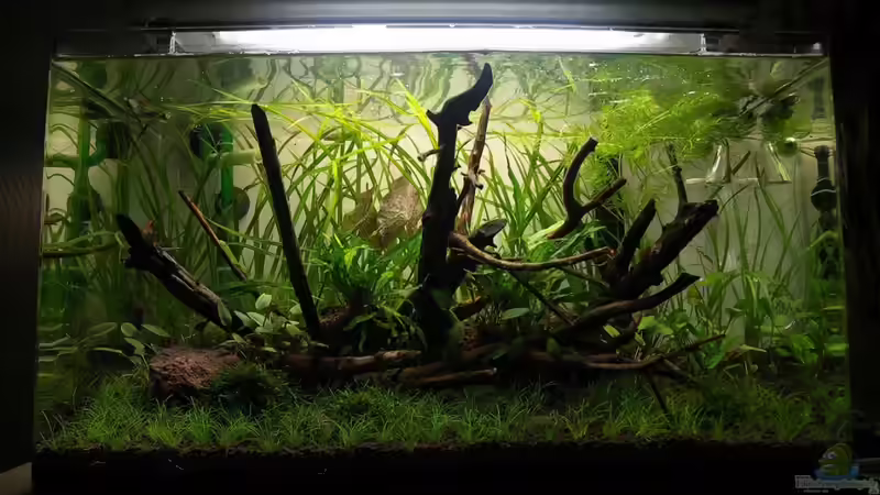 Aquarium Hauptansicht von 80l Naturaquarium