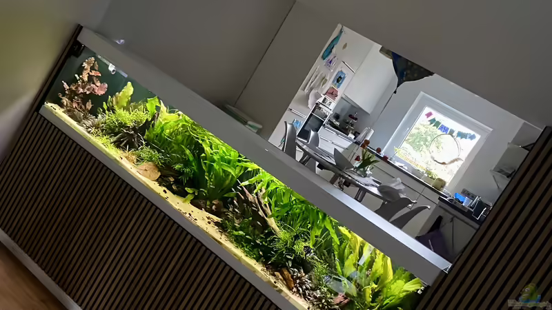 Aquarium Hauptansicht von 875 Liter Südamerika-Gesellschaft von Baron Zelle (1)