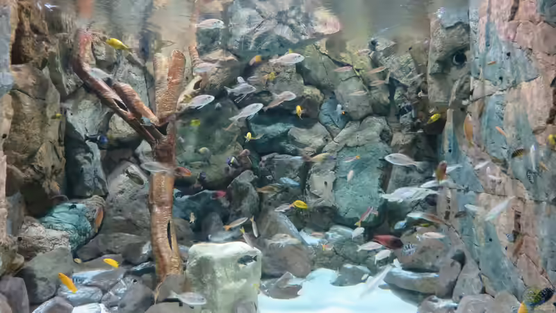 Aquarium Hauptansicht von 8m^3 TANGANJIKA BIOTOP von 8 CBM (3)