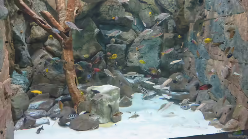 Aquarium Hauptansicht von 8m^3 TANGANJIKA BIOTOP von 8 CBM (6)