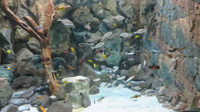 Aquarium Hauptansicht von 8m^3 TANGANJIKA BIOTOP von 8 CBM (7)