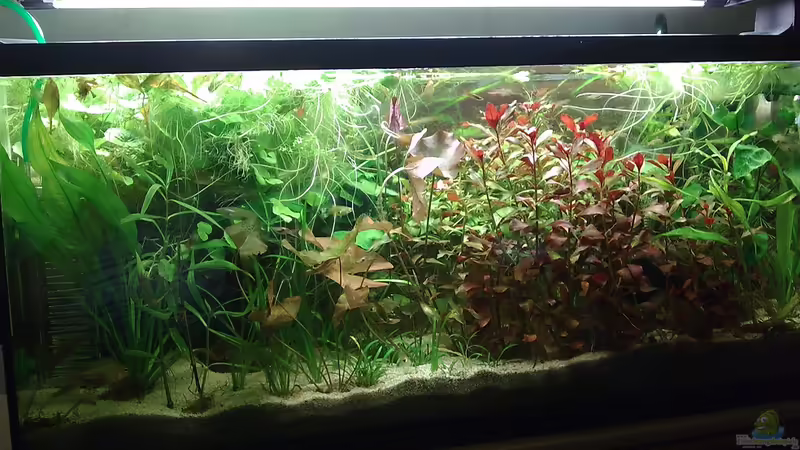 Aquarium Hauptansicht von 90L Sonnensturm