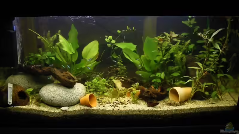 Aquarium Hauptansicht von 96 Liters von Martin Schulze (1)