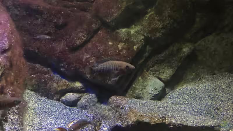 Aquarium Hauptansicht von a small one for the little one part II (aufgelöst)