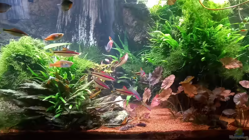 Aquarium Hauptansicht von Acero Gesellschaft