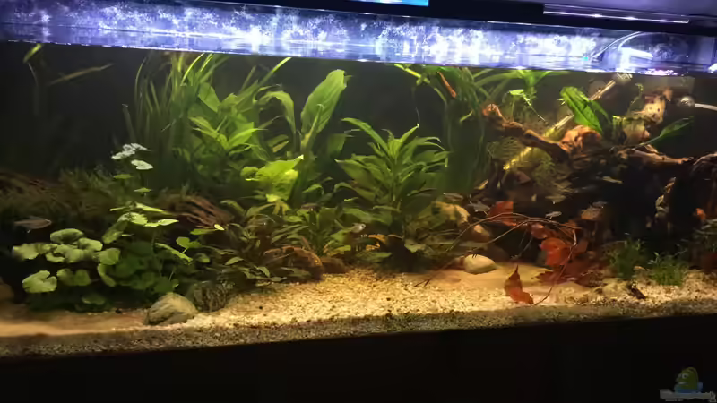 Aquarium Hauptansicht von Acuario de Tina von TinaAqua (1)