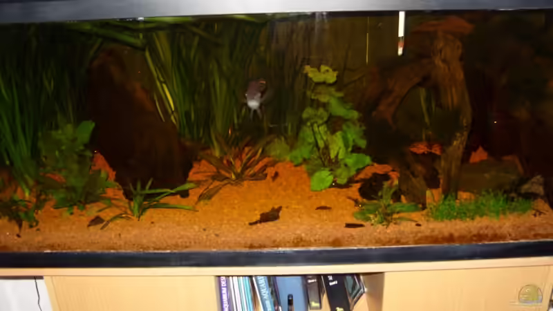 Aquarium Hauptansicht von Aequidens rivulatus