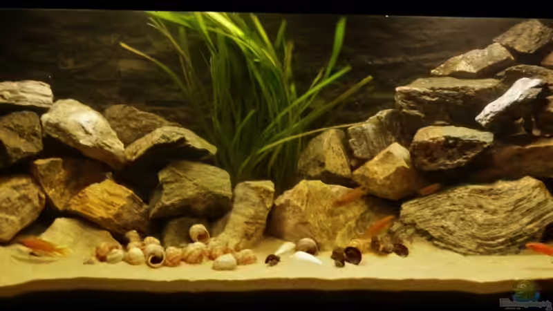 Aquarium Hauptansicht von African Dream