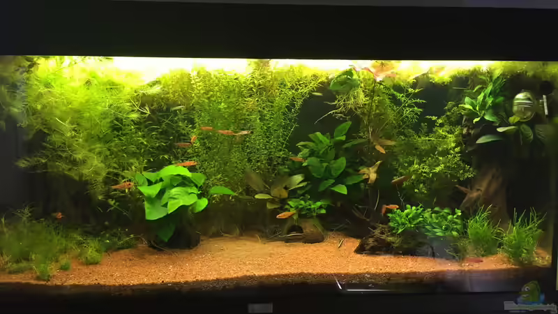 Aquarium Hauptansicht von African Life von DavidK31 (1)