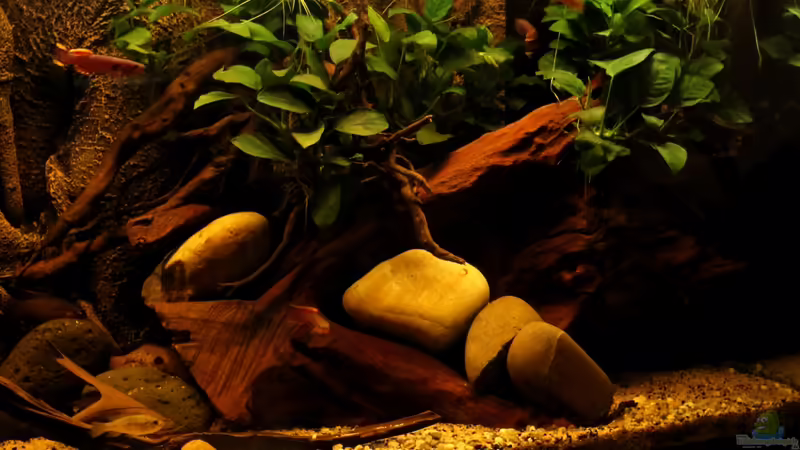 Aquarium Hauptansicht von african passion von die Perle... (1)