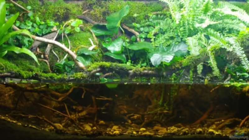 Aquarium Hauptansicht von African Stream von gkr123 (1)
