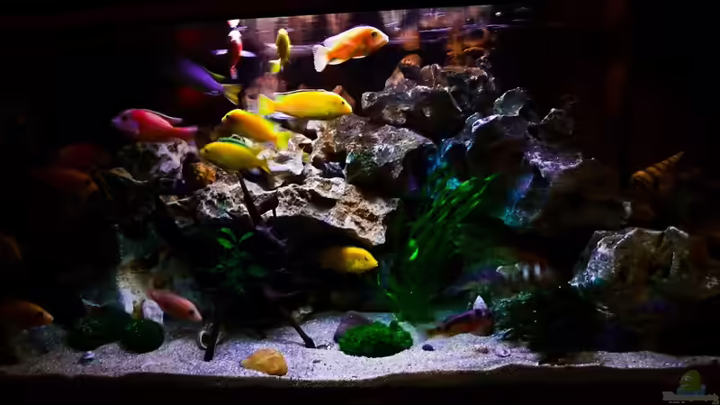 Aquarium Hauptansicht von African sun von H@rdy &gt;&lt;((((°&gt; (1)