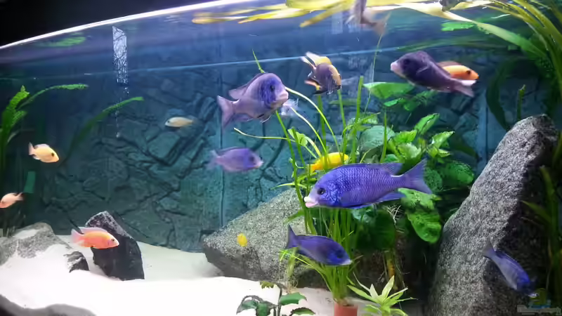 Aquarium Hauptansicht von African Tank Pl.Mdoka von MJ (1)