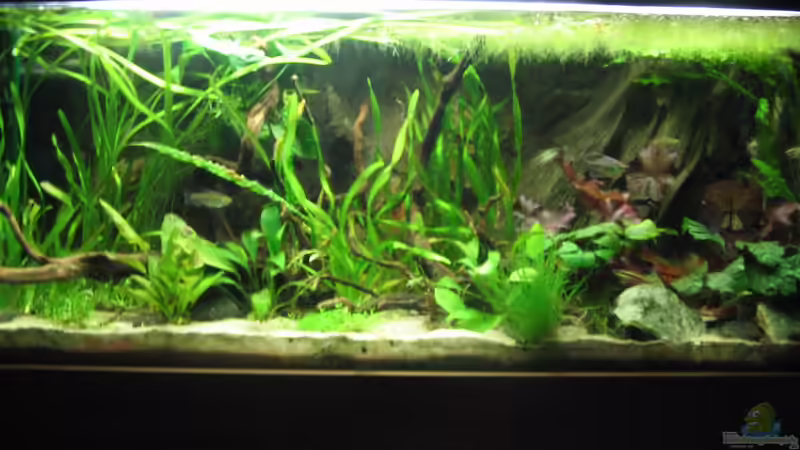 Aquarium Hauptansicht von African Waters von John Edgely (1)