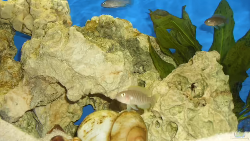 Aquarium Hauptansicht von Afrika von bobbyfee (1)