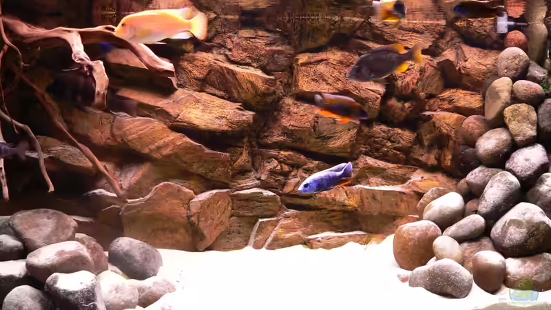 Aquarium Hauptansicht von Afrika