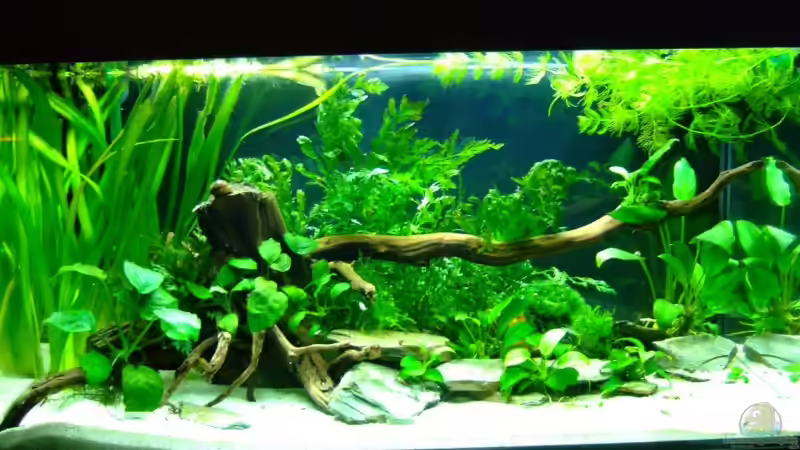 Aquarium Hauptansicht von Afrikabecken mit Poropanchax  normani von Kuller (1)