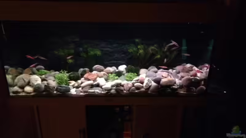 Aquarium Hauptansicht von Alabama cold river (Nur noch Beispiel) von Tobias Sch. (1)