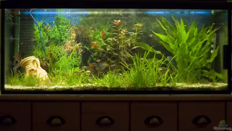 Aquarium Hauptansicht von Alex & Steffis Erstesbecken von Alexander Blank
