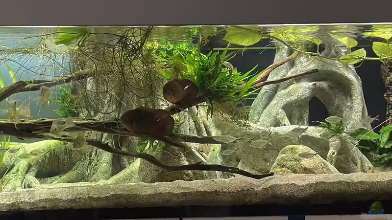 Aquarium Hauptansicht von Altifrons von JonnyGranato (1)