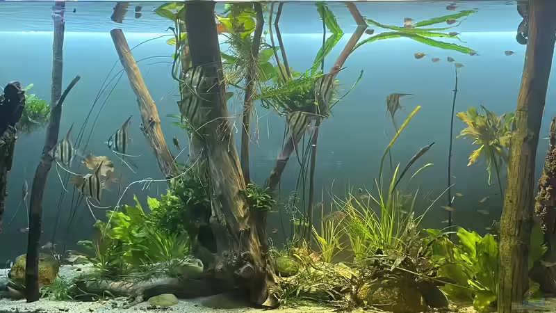 Aquarium Hauptansicht von Altum Atabapo