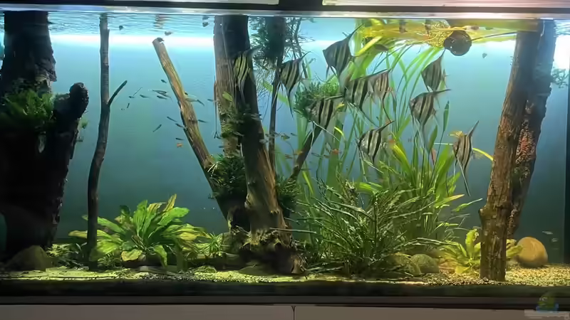 Aquarium Hauptansicht von Altum Atabapo