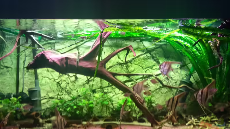 Aquarium Hauptansicht von Altum Traum von Domi b (1)