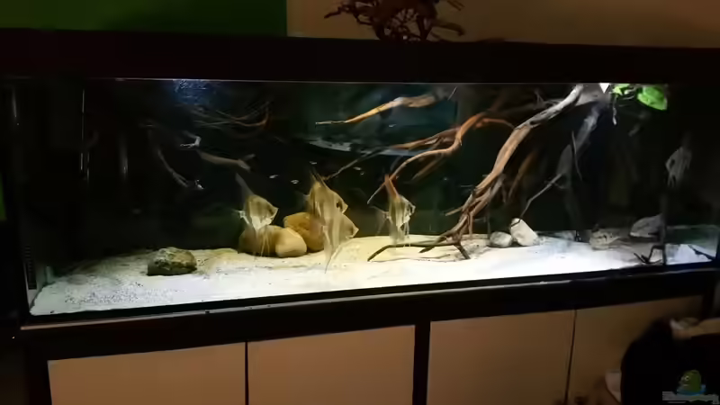 Aquarium Hauptansicht von Altum Wurzelbiotop von Der Fischer (1)