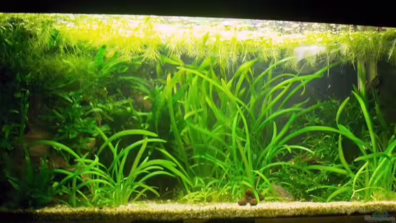 Aquarium Hauptansicht von Am Farrnbach (Außer Betrieb!) von Zebraschneggla (1)