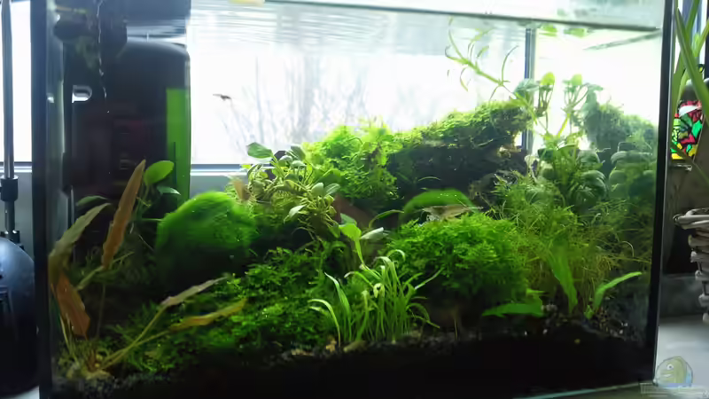 Aquarium Hauptansicht von Am Fensterbrett III von mariajudyta (1)