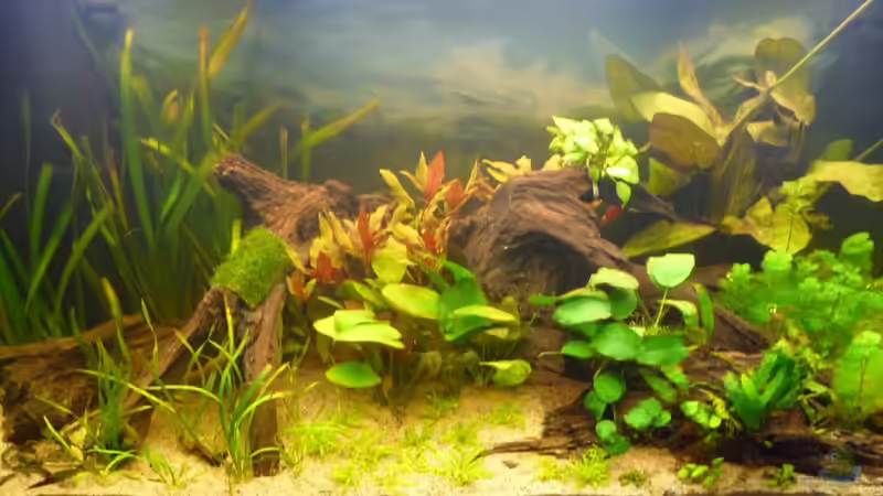 Aquarium Hauptansicht von Am Grunde des Sees