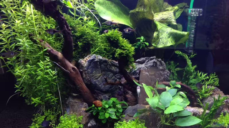 Aquarium Hauptansicht von Amano-Style von Tim L. (1)